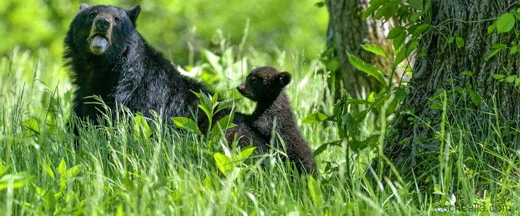 Legado del Seat Panda